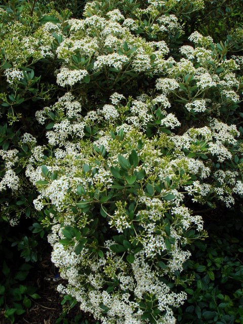 Olearia x haastii